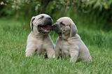 CANE CORSO 1078
